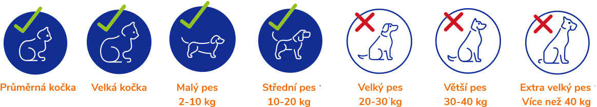 Small-dog-large-cats